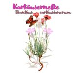 Kartäusernelke (Dianthus carthusianorum)