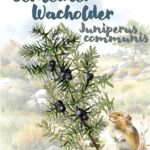 Gemeiner Wacholder (Juniperus communis)