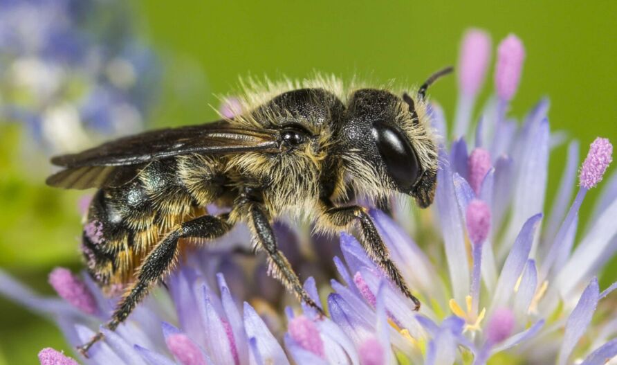 Einhöckrige Mauerbiene (Osmia niveata)