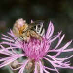 Flockenblumen-Langhornbiene (Eucera dentata)