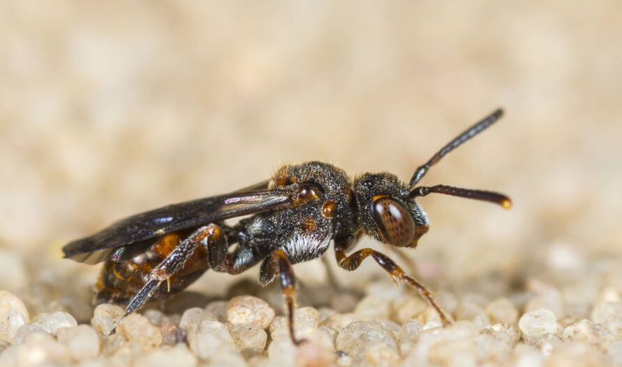 Getrennte Wespenbiene (Nomada distinguenda)