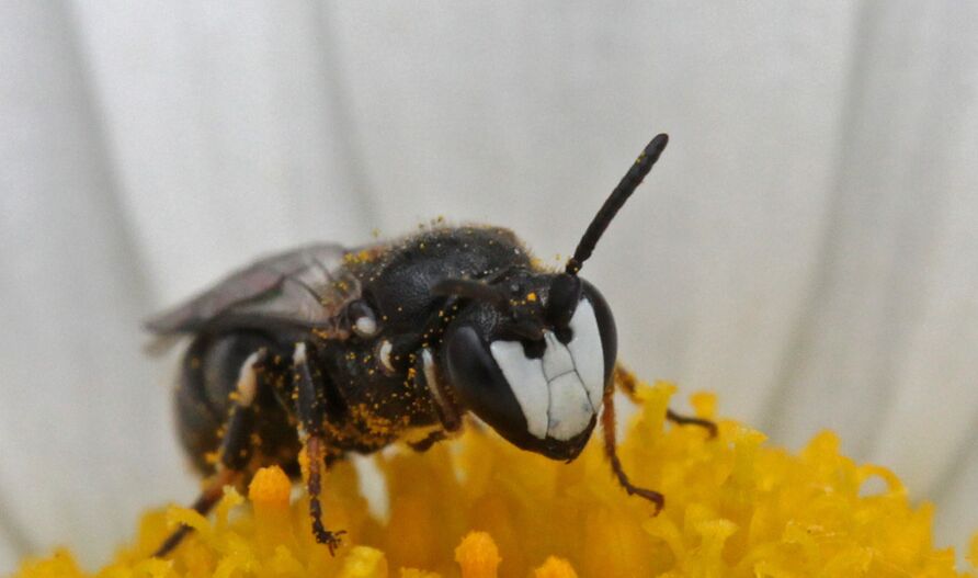 Maskenbiene (Hylaeus spilotus)