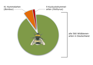 Hummeln in Deutschland