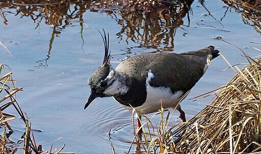 Kiebitz (Vanellus vanellus)