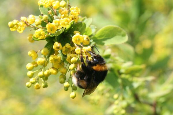 Dunkle Erdhummel (Bombus terrestris)