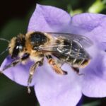 Melitta haemorrhoidalis Weibchen an Rundblättriger Glockenblume (Foto: Albert Krebs)