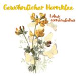 Gewöhnlicher Hornklee (Lotus corniculatus)