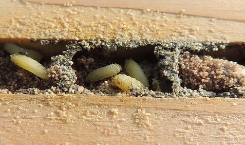 Einige Wildbienenarten wie die Rote Mauerbiene (Osmia bicornis) werden parasitiert