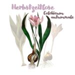 Herbstzeitlose (Colchicum autumnale)