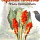 Gefleckte Aronstab (Arum maculatum)