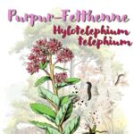 Purpur-Fetthenne (Hylotelephium telephium) Purpur-Fetthenne (Hylotelephium telephium)