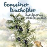 Gemeiner Wacholder (Juniperus communis)