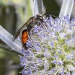 Dickkopf-Blutbiene (Sphecodes monilicornis)