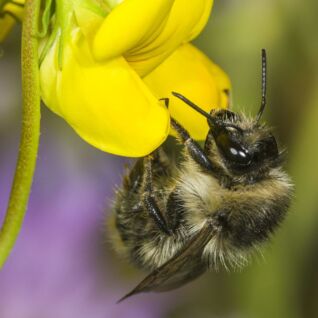 Bunte Hummel an Hornklee