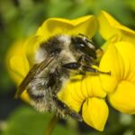 Bunte Hummel (Bombus sylvarum)