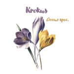 Krokus (Crocus spec.)