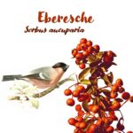 Eberesche (Sorbus aucuparia)