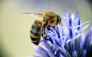 Honigbiene (Apis mellifera) an Blüte