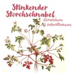 Stinkender Storchschnabel (Geranium robertianum)