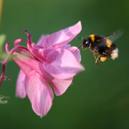 Hummel im Anflug