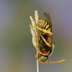 Die Langkopf-Wespenbiene