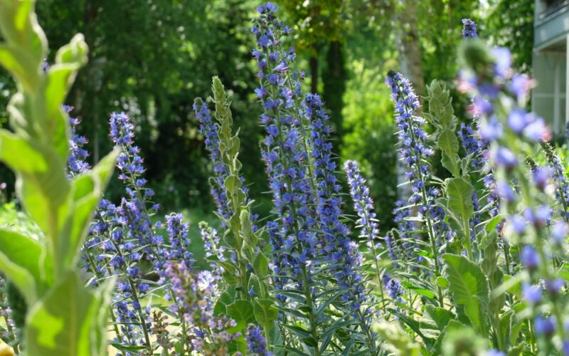 Sie wollen einen Naturgarten anlegen? Pflanzen Sie zum Beispiel Natternkopf (Echium vulgare): Bienengarant mit herrlichen blauen Blütenständen, zweijährig.