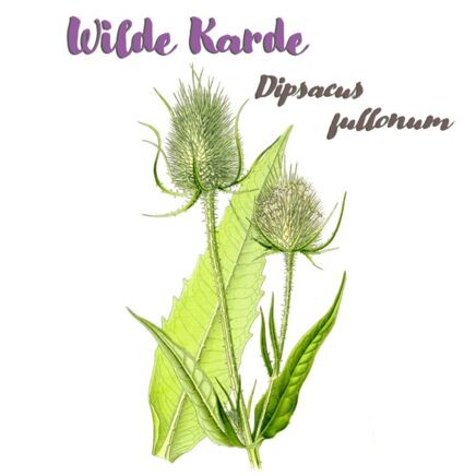 Wilde Karde (Dipsacus fullonum)