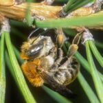 Platterbsen-Mörtelbiene