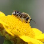 Seidenbiene (Colletes spec.)