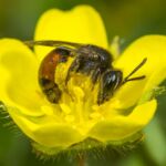 Biene Steckbrief Andrena_labiata