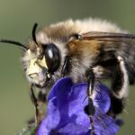 Frühlings-Pelzbiene (Anthophora plumipes)