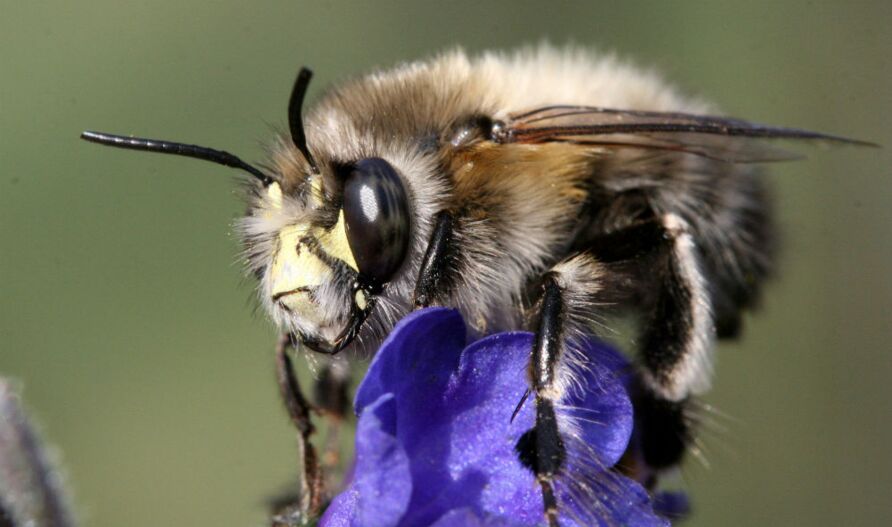 Frühlings-Pelzbiene (Anthophora plumipes)