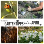 April-Gartentipps