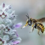 Garten-Wollbiene (Anthidium manicatum)