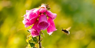Ein Fingerhut wird von einer Hummel besucht.