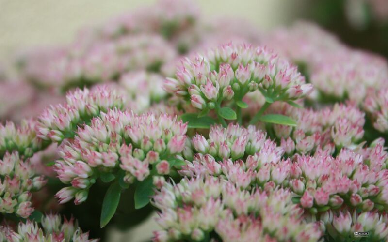 Sie wollen einen Naturgarten anlegen? Pflanzen Sie zum Beispiel die Große Fetthenne (Sedum telephium): wertvolle späte Blüte und schöne Winterstruktur.