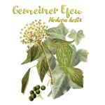 Gemeiner Efeu (Hedera helix)