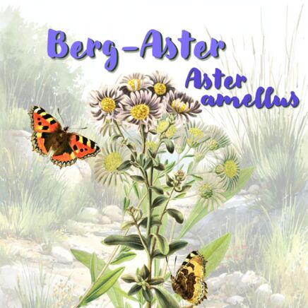 Berg-Aster (Aster amellus)