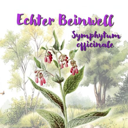 Echter Beinwell (Symphytum officinale)