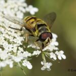 Totenkopfschwebfliege (Myathropa florea)