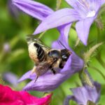 Garten-Blattschneiderbiene (Megachile willughbiella)