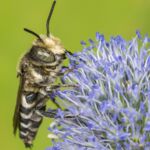 Coelioxys conoidea Männchen auf Flachblättrigem Mannstreu (Foto: Roland Günter)