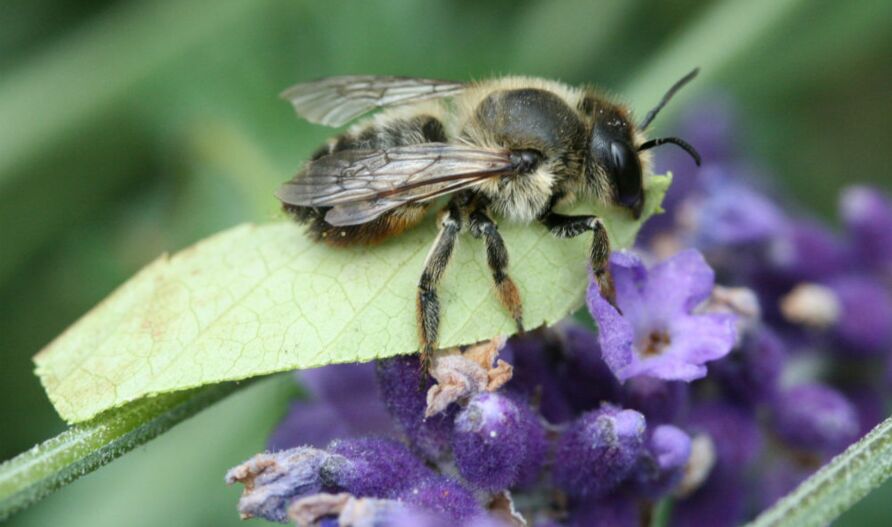 Blattschneiderbiene (Megachile spec.)