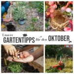 Gartentipps Oktober