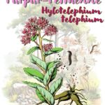 Purpur-Fetthenne (Hylotelephium telephium)