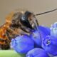 Eine Mauerbiene besucht eine Traubenhyazinthe