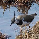 Kiebitz (Vanellus vanellus)