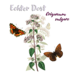 Echter Dost (Origanum vulgare)