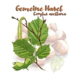 Gemeine Hasel (Corylus avellana)