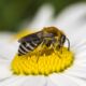 Rainfarn-Seidenbiene (Colletes similis)